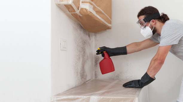 Professional Basement Mold Removal technician working in Rutherford, NJ