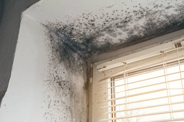 Affordable Basement Mold Removal solutions in Rutherford, NJ
